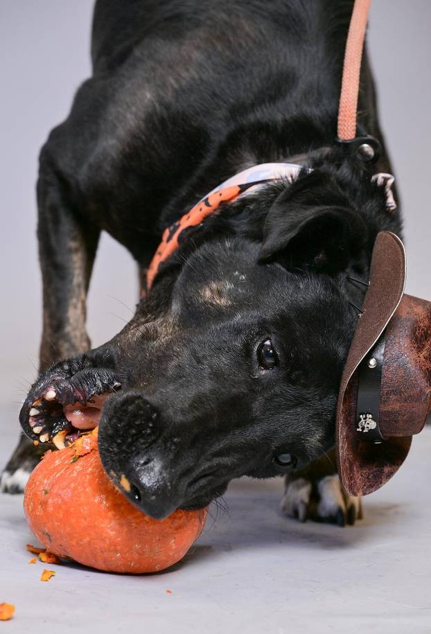 Sklonište u Dumovcu poziva na posebno jesensko udomljavanje pasa i mačaka