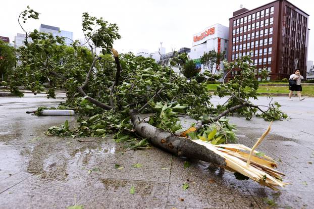 A tree which has fallen due to strong winds caused by Typhoon Haishen is seen in Fukuoka