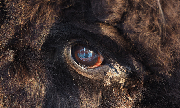 JEZA U Ohiju osmero ljudi kaže da je srelo Bigfoota! A sjećate se Nessie i Yetija? Evo 'gdje su'