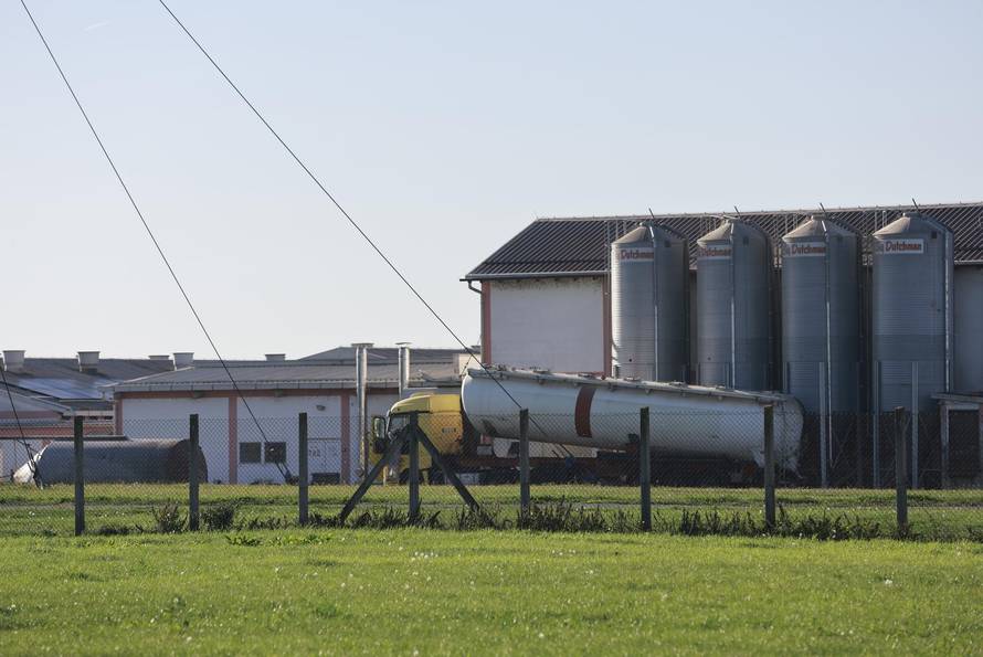 Sokolovac: Kreće eutanazija svinja, uvode se novi sigurnosni protokoli