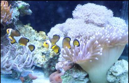 Zašto se baviti akvaristikom te kako i gdje postaviti akvarij?