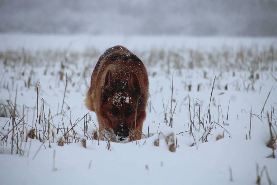 Općinska komunalka sama 'izlopatala' snijeg sa staze: 'Nema nikakve drame u tome'