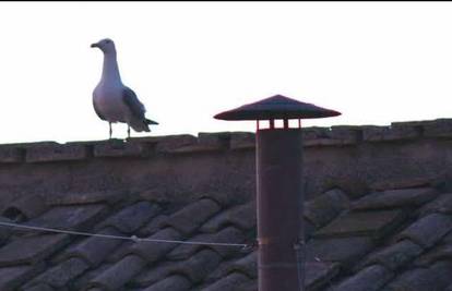 FOTO Galeb na vrhu kapele u Vatikanu zasjenio konklavu i postao hit: 'On strpljivo čeka'