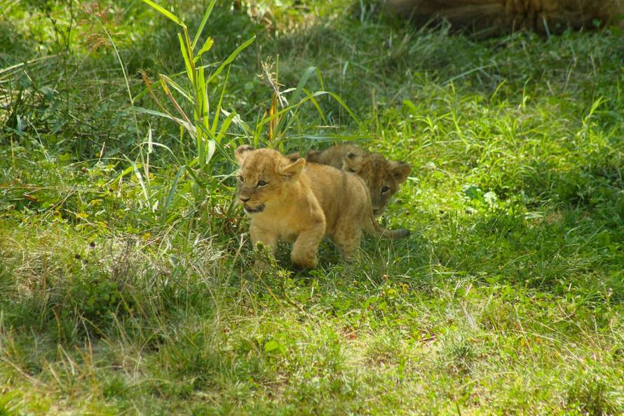 Mama ih pazi: Zagrebački lavići će se zvati Dunja i Mazalo?