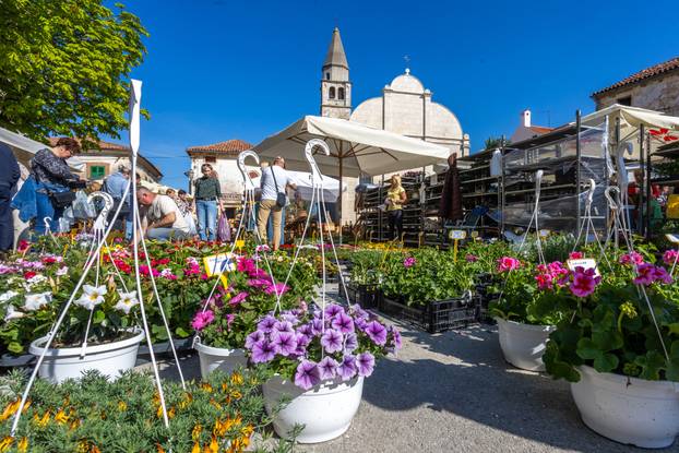Svetivinčenat: Fešta od Rožic