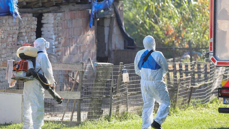 Afrička svinjska kuga u Virovitičko-podravskoj županiji: Zaraženo je 26 naselja