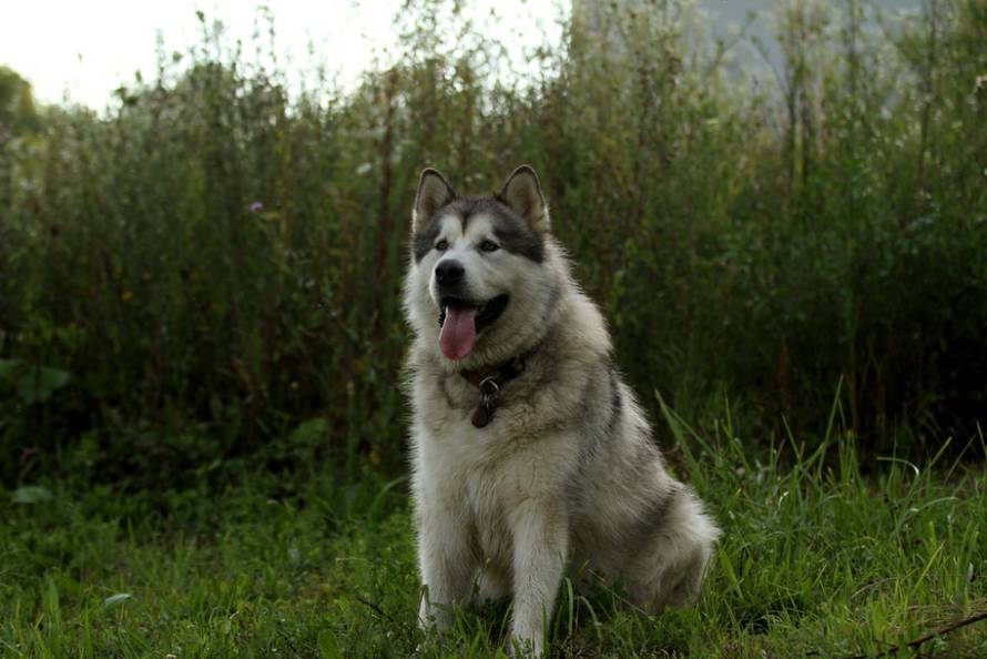 24ljubimci/Fotografije čitatelja