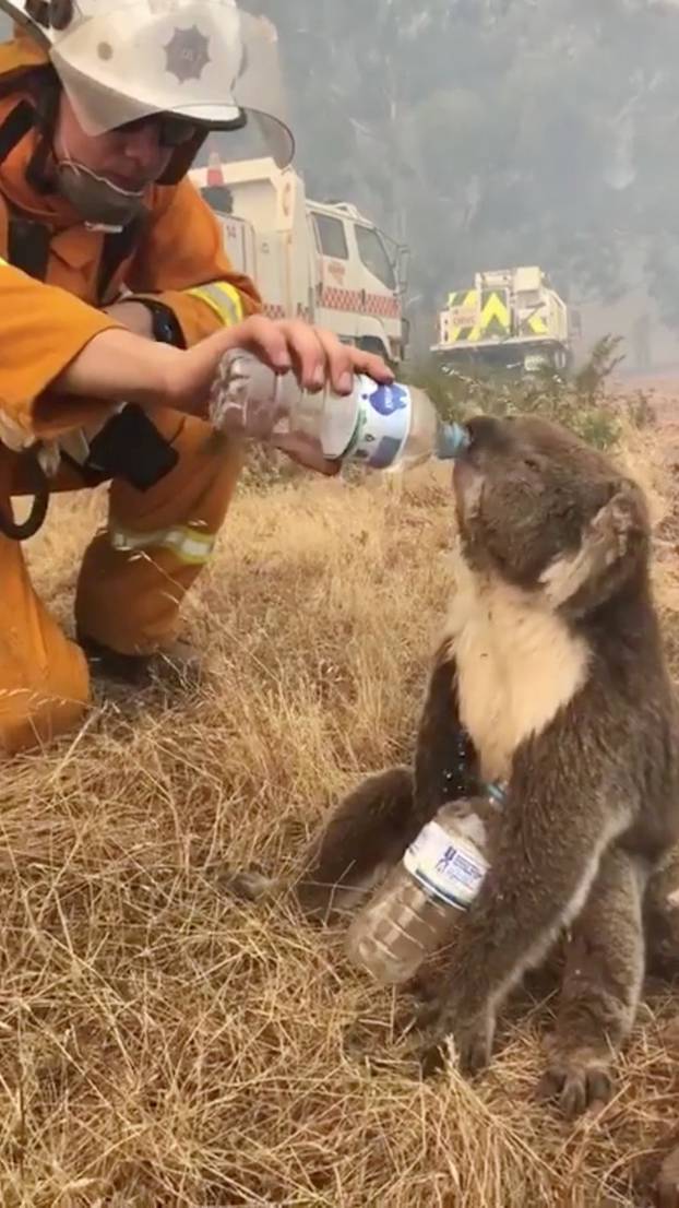 A koala drinks water offered from a bottle by a firefighter in Cudlee Creek during bushfires in south Australia