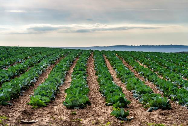 Polja kupusa u Istri