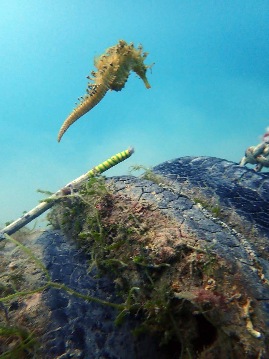 S morskog dna kod Splita izvadili više od 50 kubika otpada