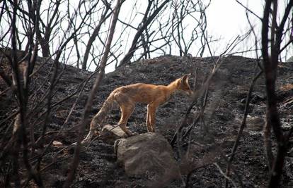 'Lisica je nakon požara šepala, pokušavala je pronaći hranu...'