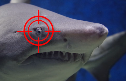 Sve češći u Jadranu: 3 pravila za obranu od morskog psa