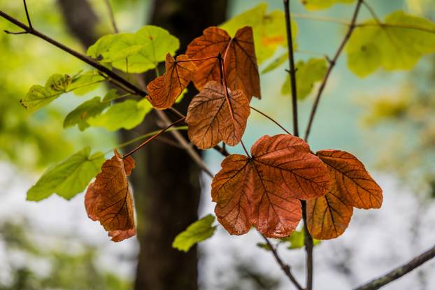 Kišno jesenski ugođaj na Plitvičkim Jezerima