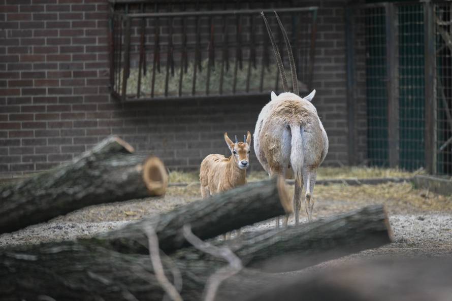 24sata Zagreb: Rodilište u Zoološkom vrtu
