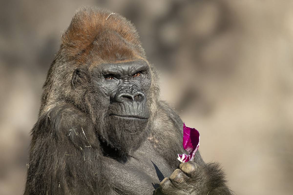 Gorile iz Zoo vrta u San Diegu uspješno se oporavile od korone