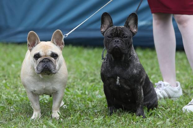 Karlovac: Međunarodna izložba pasa