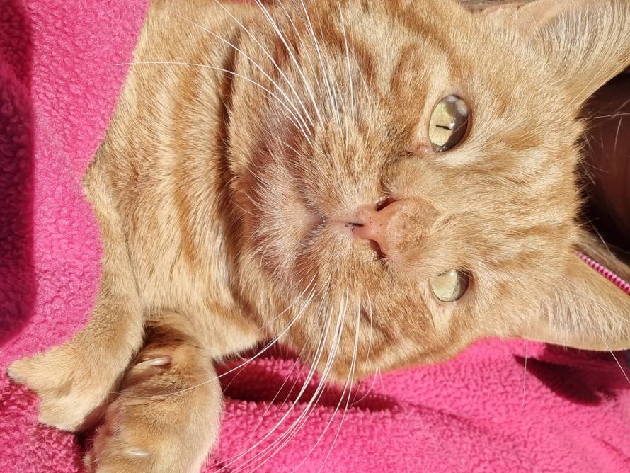 Upoznajte Duju, najpoznatijeg mačka na Korčuli. Sjedi kao čovjek i nikad nije imao curu