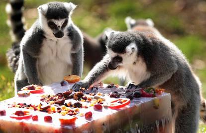 Lemuri se osladili tortom za 100-ti rođendan ZOO-a