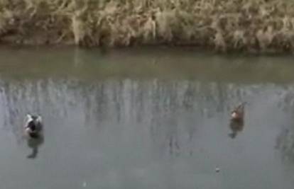 Divlje patke kao avioni slijeću na površinu rijeke