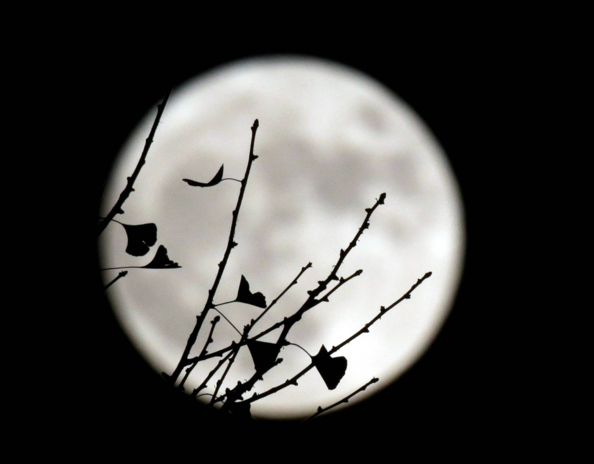 The supermoon is seen behind a ginkgo tree in Beijing