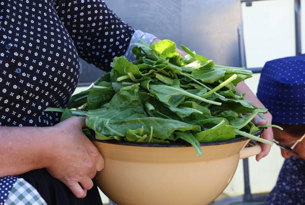 Vodice:Tradicionalni prvosvibanjski piknik u Rakitnici,spremanje divljeg zelja i pulente.