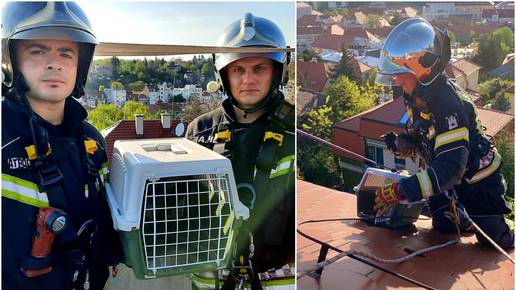 Vatrogasci s krova u Zagrebu spasili ozlijeđenu vranu: 'Sada je dobro, ali čekamo rendgen'