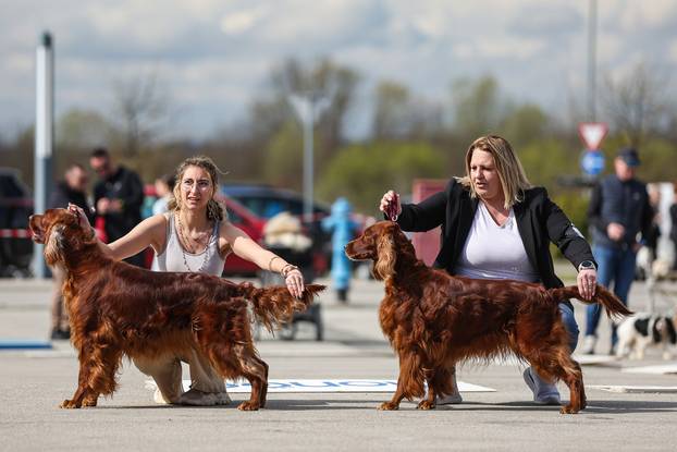 Zaprešić: Ispred Wesgatea održana međunarodna izložba pasa