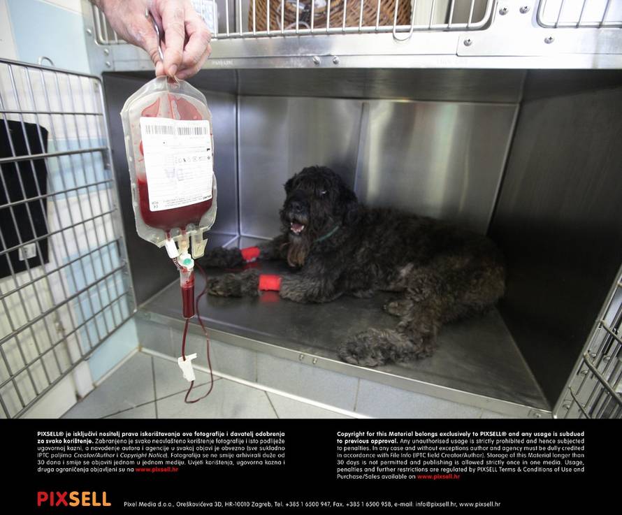 Željko Lukunić/PIXSELL