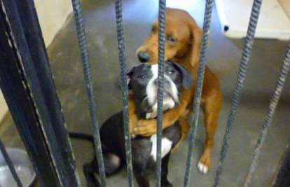 Sretnici: Psi udomljeni nakon slavnog grljenja u kavezu