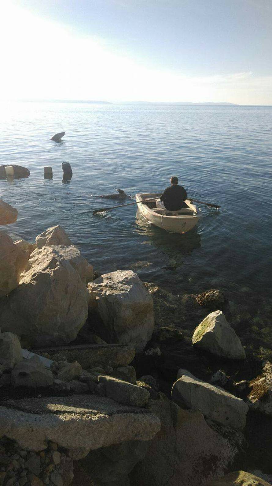 'Vidjela sam dupina i čekala da skoči, ali bio je nažalost mrtav'