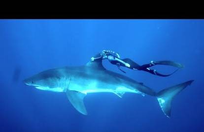 Plavuša i bijela morska psina: Roni s njima  i drži ih za peraje
