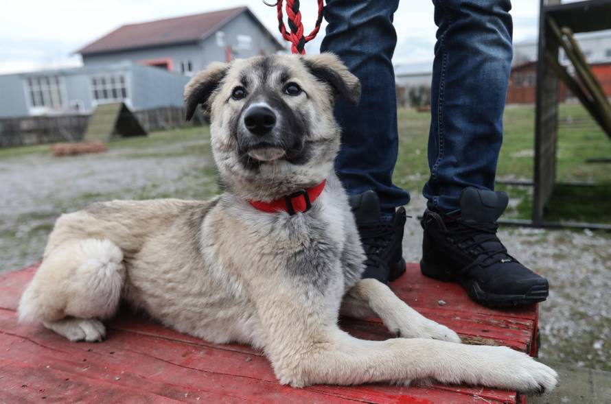 Čekala je 90 dana da opet vidi svog prijatelja iz Afganistana