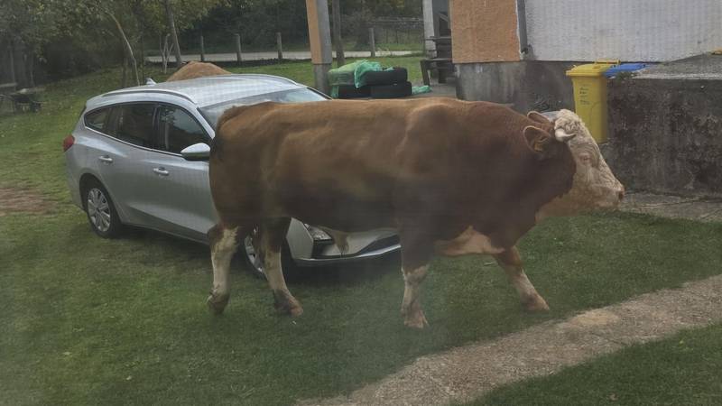 VIDEO Bika koji terorizira ljude u Gračacu će usmrtiti: 'Luta bez nadzora, opasan je za okolinu!'