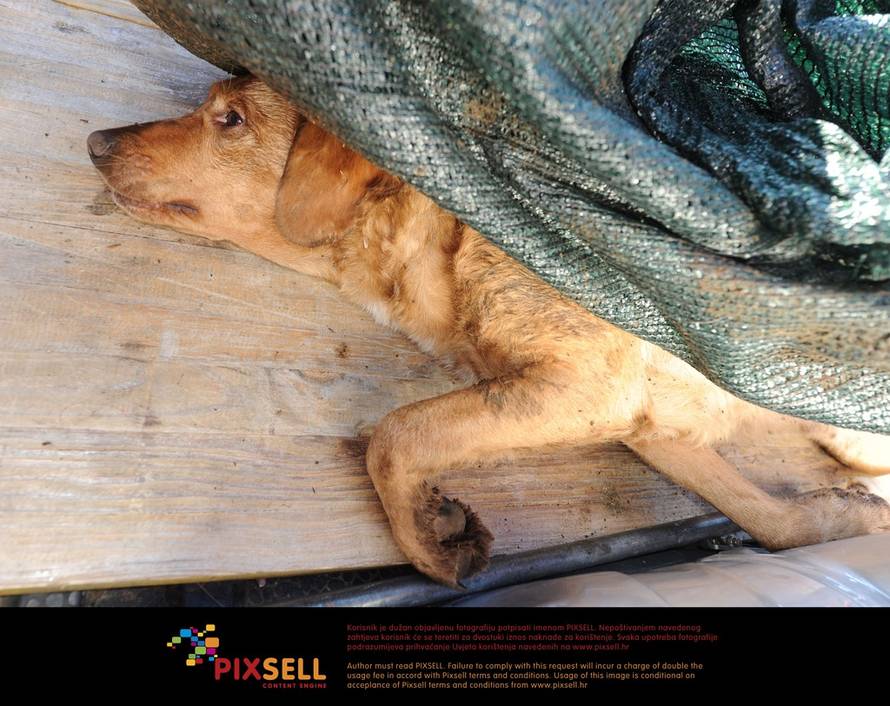 Hrvoje Jelavić/PIXSELL