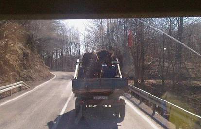 Vozač traktora Gorskim Kotarom prevozio konja