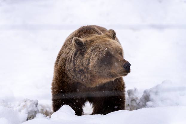 Medvjedi u Kuterevu uživaju u snijegu, zimski san još će malo pričekati
