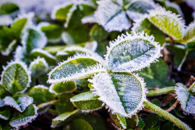 fresh clover sprouts covered with ice