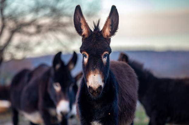 Rasplamsajte vatru u krevetu! Ovo su top domaći afrodizijaci