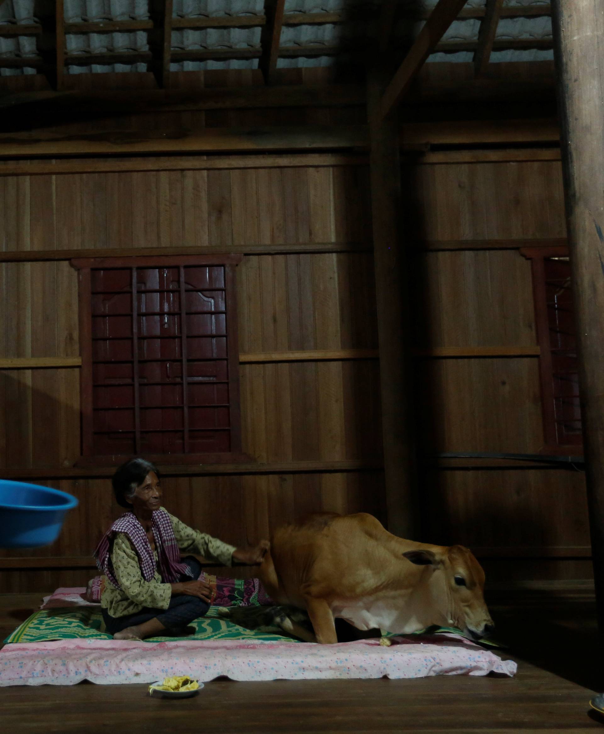 Khim Hang, 74, sits in her bedroom with a cow which she believes is her reborn husband in Kratie province, Cambodia