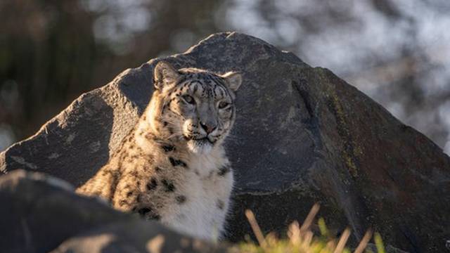 Northumberland Zoo , Northumberland, ENGLAND, UK

A Snow Leopards pictured at Northumberland Zoo.

Picture Phil Wilkinson