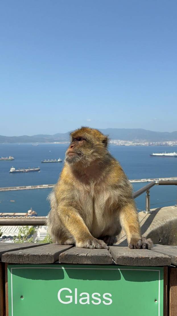 FOTO Majmuni su nam skakali po glavama na Gibraltaru i jeli iz ruke. Mame su pokazale zube