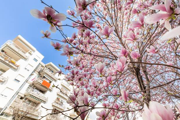 Magnolije u cvatu u Opuzenu