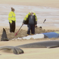55 kitova uginulo je nakon što su se nasukali u Škotskoj: Nisu im nikako mogli pomoći spasioci