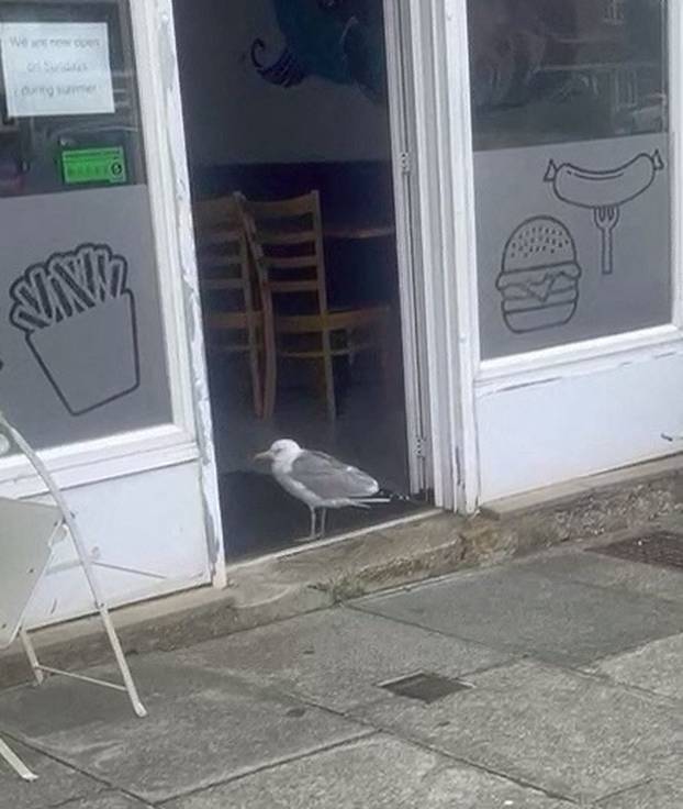 EXCLUSIVE: Commuting pigeon spotted taking Tube before politely hopping off at stop