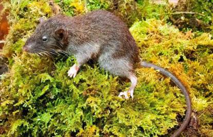 Znanstvenici otkrili novu vrstu sisavca u planinama Indonezije