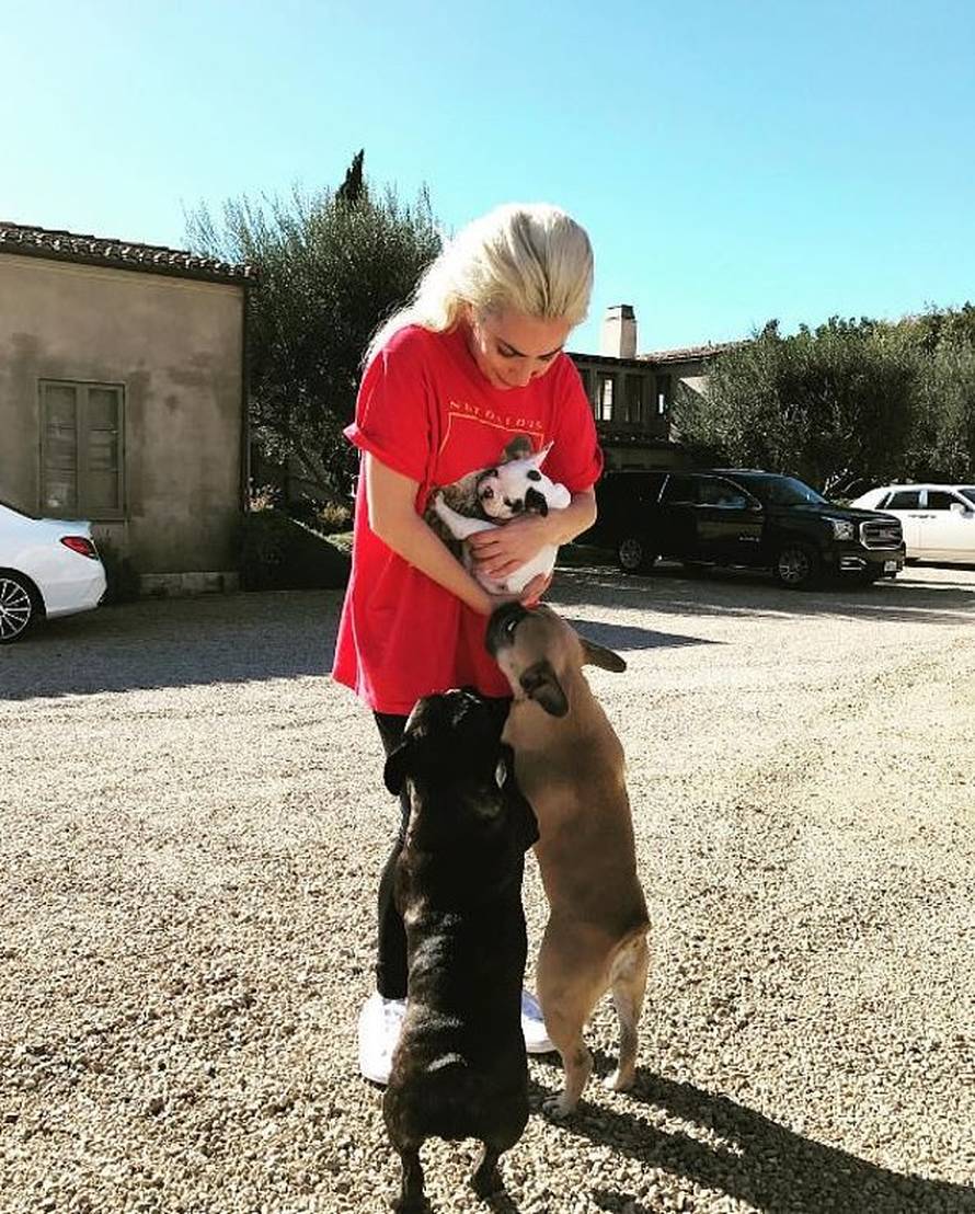 Muškaraca koji je napao šetača pasa Lady Gage osudili na četiri godine zatvora, priznao krivnju