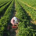 Ne odustaju od poljoprivrede: 'Nema ništa plemenitije od proizvodnje hrane'