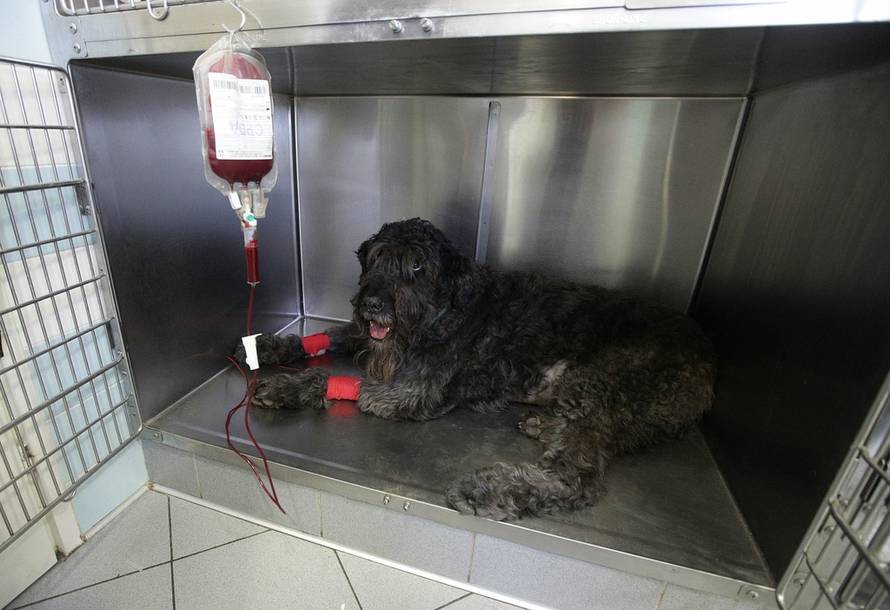 Željko Lukunić/PIXSELL