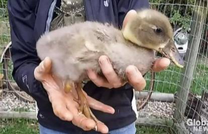 Patak dobio novu nogu pa ju pokazao svojim prijateljima