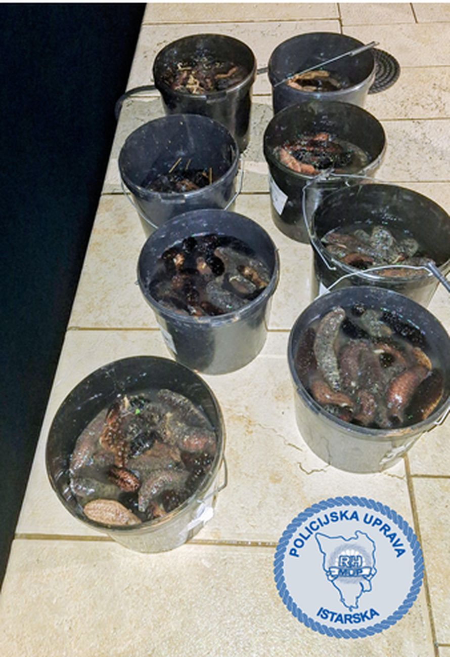 FOTO Uhvatili muškarca u Puli, imao 103 kg morskh krastavaca